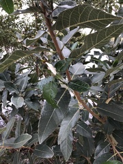 Ficus opposita