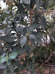 Ficus opposita