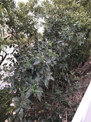 Ficus opposita