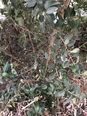Ficus opposita