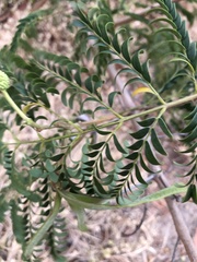 Leucaena leucocephala