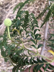 Leucaena leucocephala