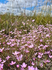 Lachnaea uniflora