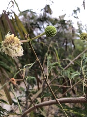 Leucaena leucocephala
