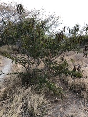 Leucaena leucocephala