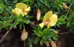 Pultenaea pedunculata