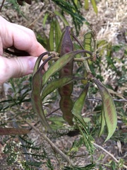 Leucaena leucocephala
