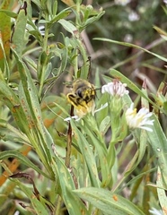 Colletes compactus compactus