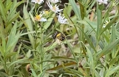 Colletes compactus compactus