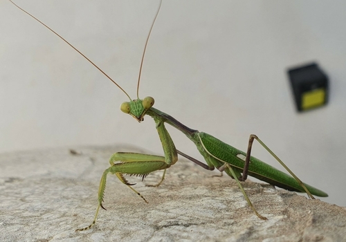 Giant African Mantis