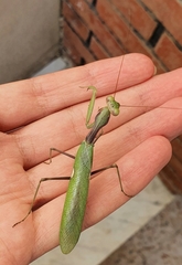 Sphodromantis viridis