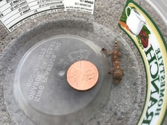 Hemidactylus turcicus