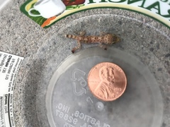 Hemidactylus turcicus