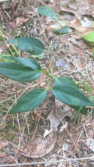 Vincetoxicum nigrum