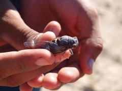 Diceroprocta digueti