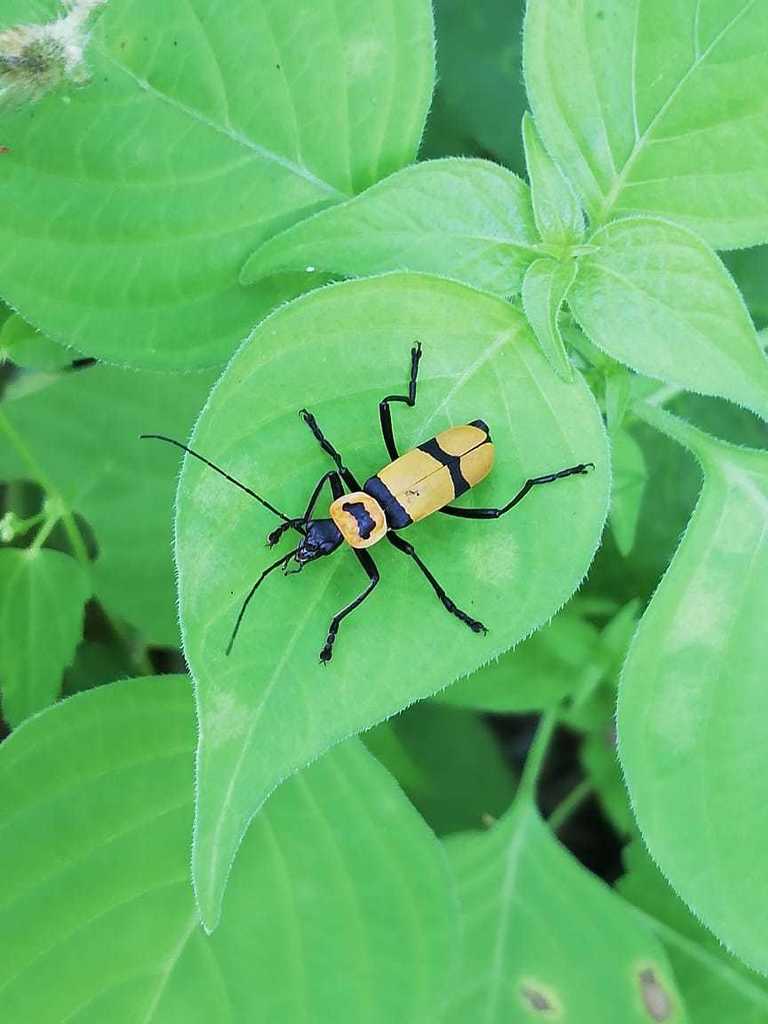 soldier beetle