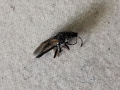 Oxycarenidae