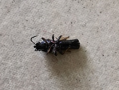 Oxycarenidae