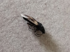 Oxycarenidae