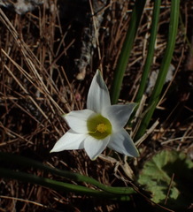 Romulea flava viridiflora