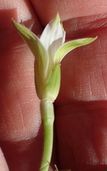 Romulea flava viridiflora