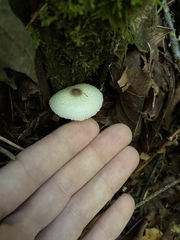 Leucocoprinus brebissonii