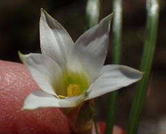 Romulea flava viridiflora