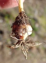 Romulea flava viridiflora