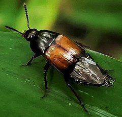 Tachinus fimbriatus