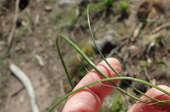 Romulea flava viridiflora