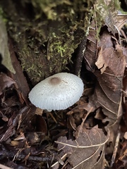 Leucocoprinus brebissonii