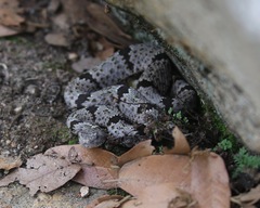 Crotalus lepidus klauberi