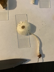 Leucocoprinus brebissonii