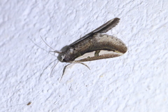 Image of Euscirrhopterus poeyi