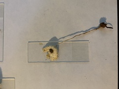 Leucocoprinus brebissonii