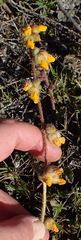 Hermannia decumbens