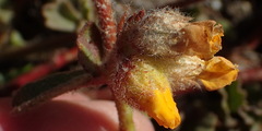 Hermannia decumbens