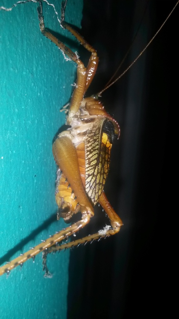 Polyancistrus gerulus