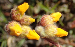 Hermannia decumbens
