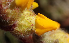 Hermannia decumbens