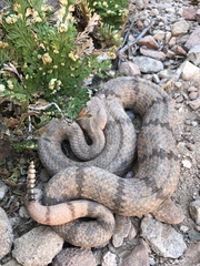 Crotalus lepidus