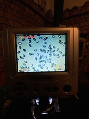 Leucocoprinus brebissonii