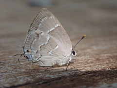 Celmia conoveria