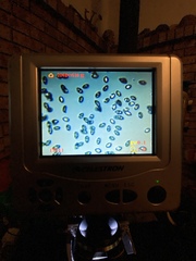 Leucocoprinus brebissonii