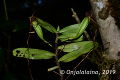 Angraecum