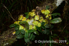 Bulbophyllum cardiobulbum image