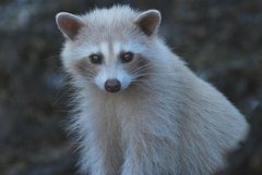 Raccoon photo 5