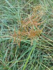 Cyperus esculentus leptostachyus