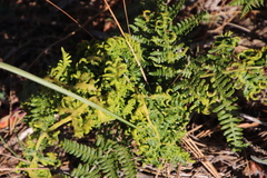 Eriophyes quadrifidus