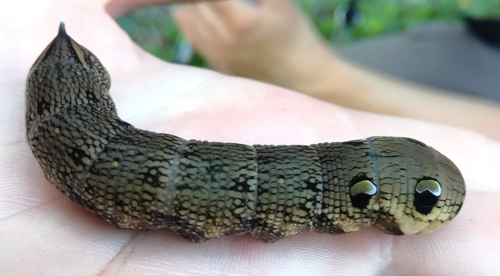 Lišaj vŕbkový (Deilephila elpenor)